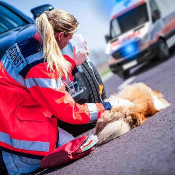 Erste Hilfe-Tipps beim Hund