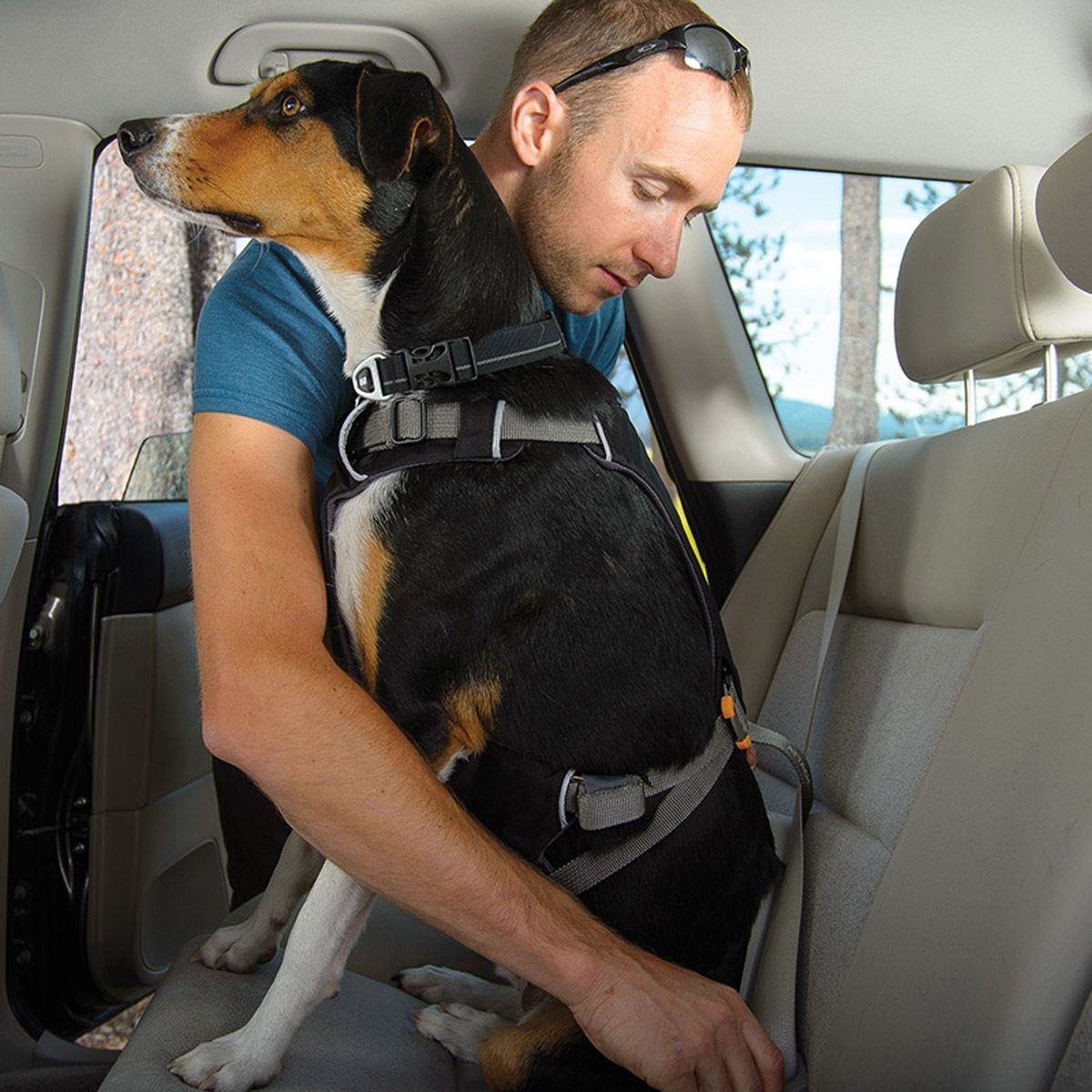 load up dog harness