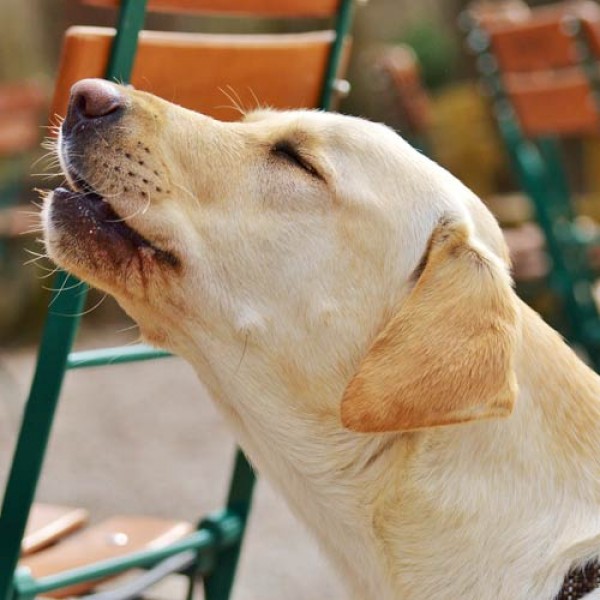 5 Gründe warum Hunde heulen