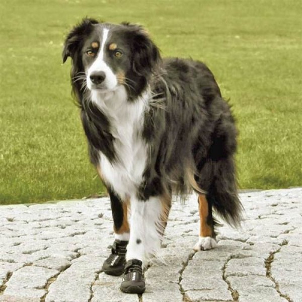 Hundeschuhe - sinnvoll oder Mode-Gag?