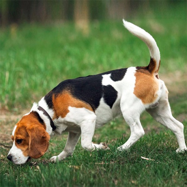 Beagle_01.jpg