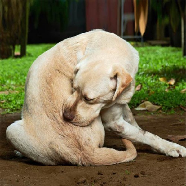 Futtermittelallergie beim Hund