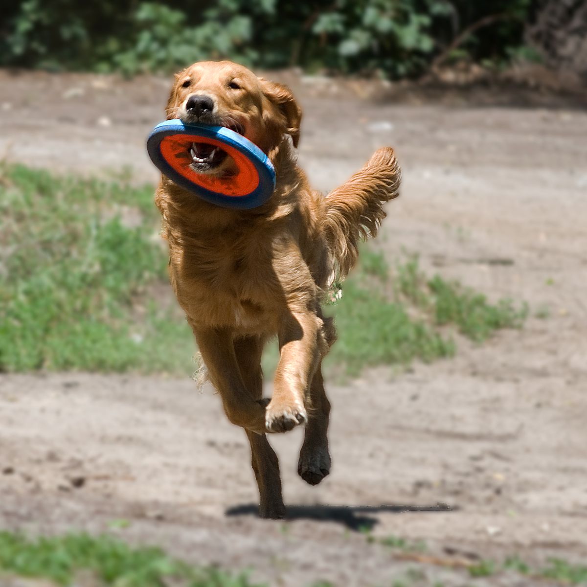 chuck it dog frisbee
