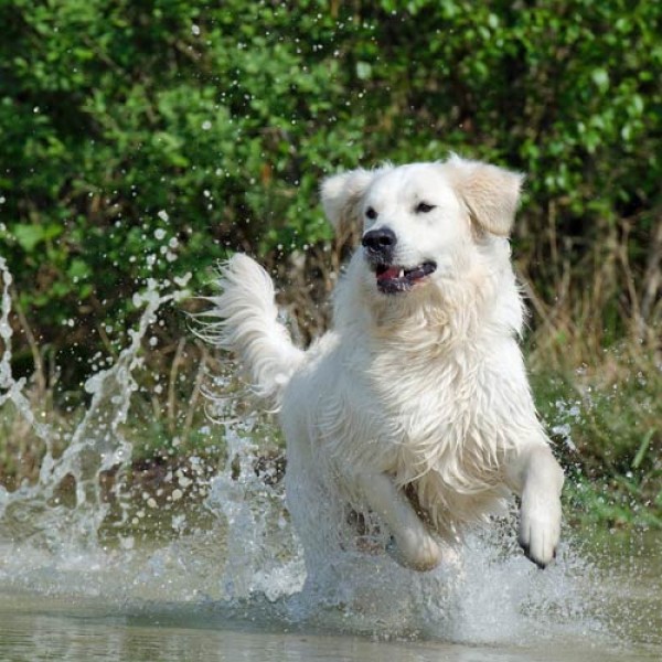 So_kuehlen_Sie_Ihren_Hund_richtig..._01.jpg