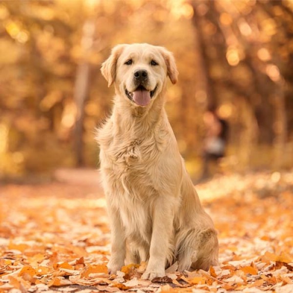 Mit dem Hund durch den Herbst