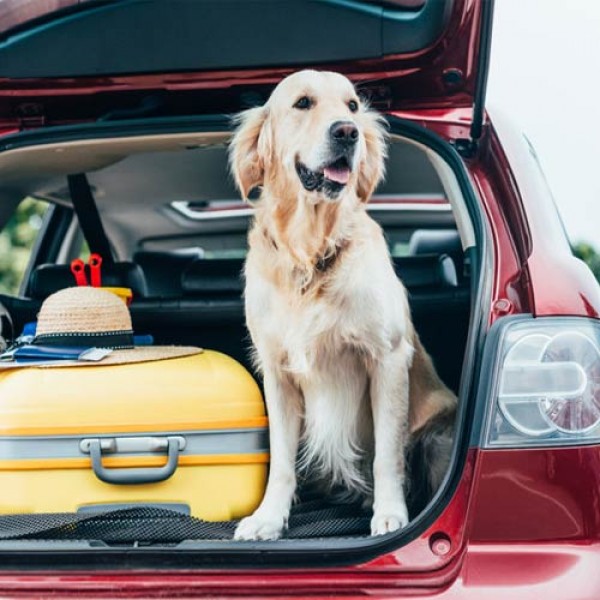 Mit dem Hund auf Reisen