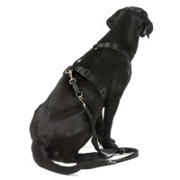 Vorschau: Hundeleine_Fuehrleine_schwarz_3.jpg Vorschau: Hundeleine_Fuehrleine_schwarz_3.jpg