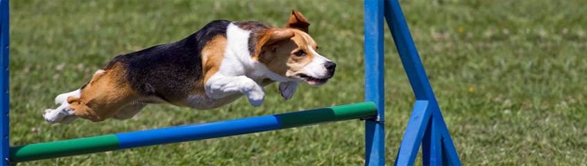 Agility 