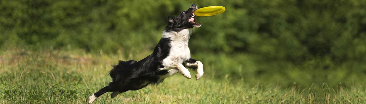 Dog Frisbee