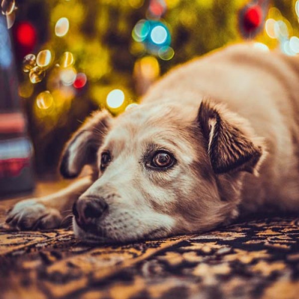 Tiere sind keine Weihnachtsgeschenke