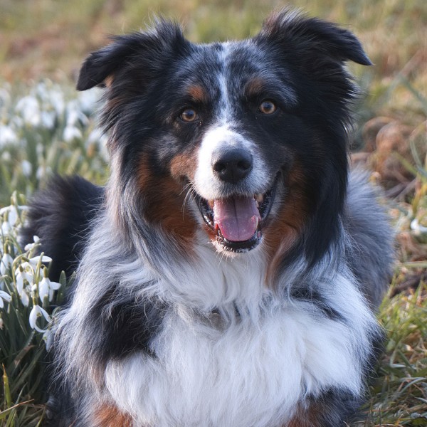 Australian Shepherd