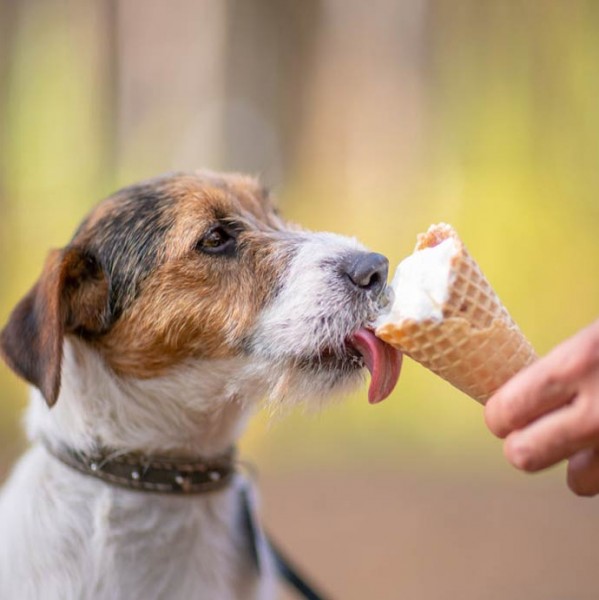 Hunde Eis selber machen