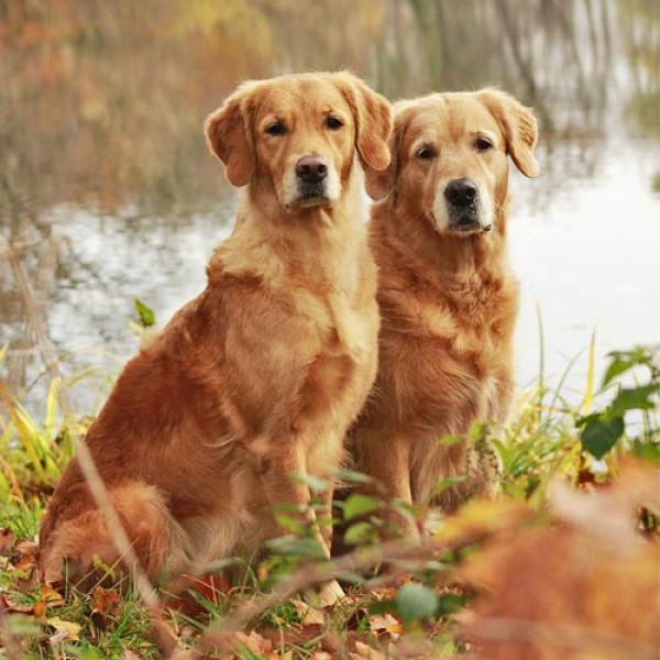 Golden Retriever