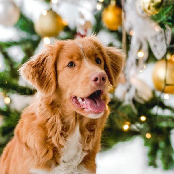 Weihnachten mit Hund