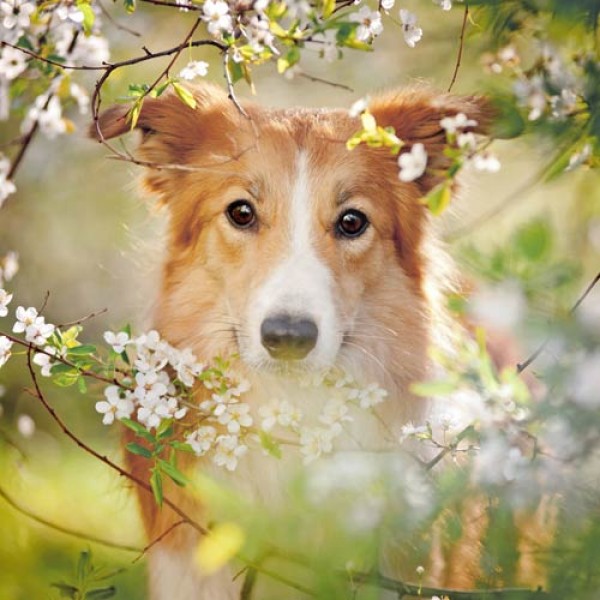 Giftige Frühblüher für Hunde