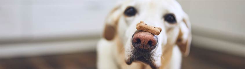 Hundekuchen & -kekse