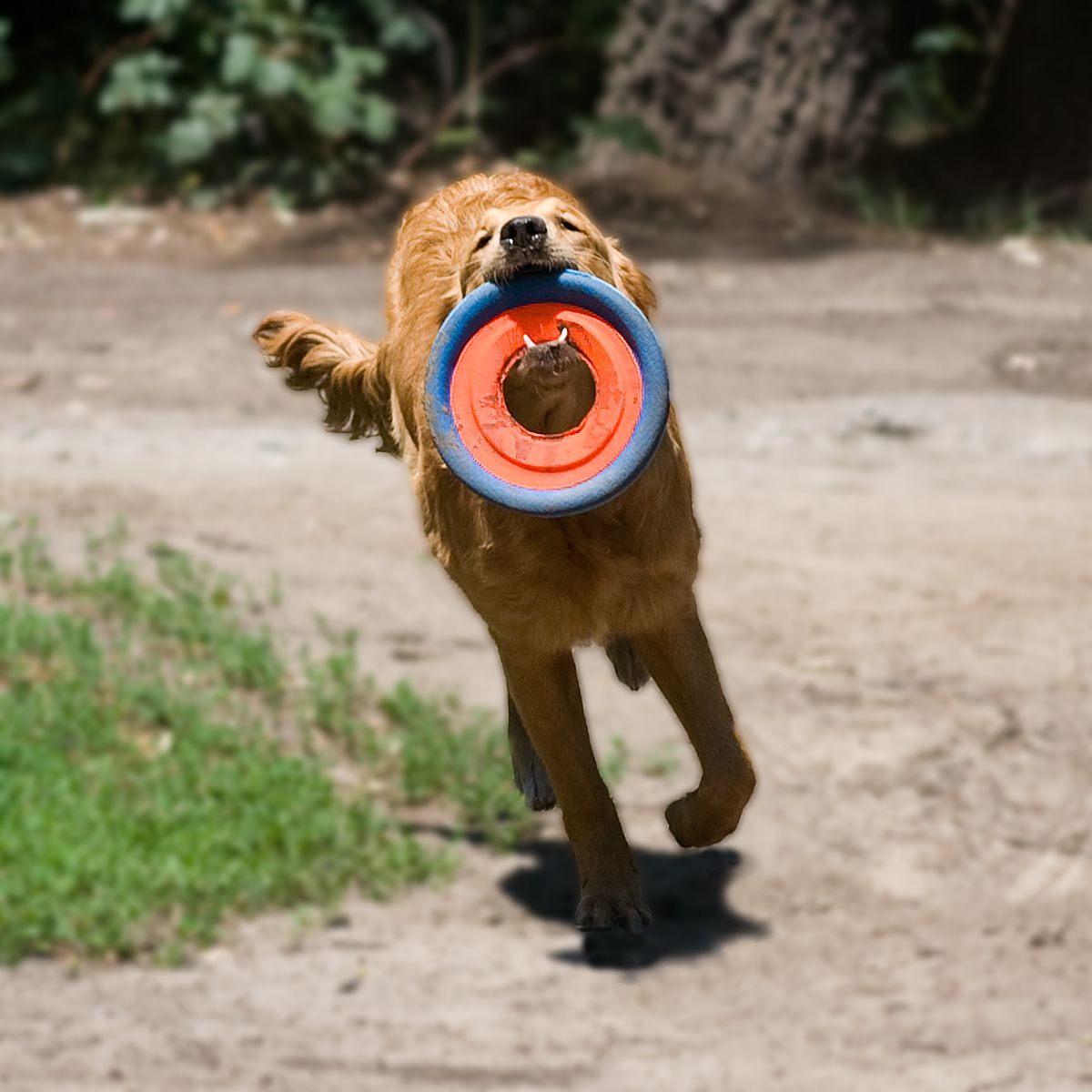 Chuckit Zipflight - Wasser Frisbee online kaufen