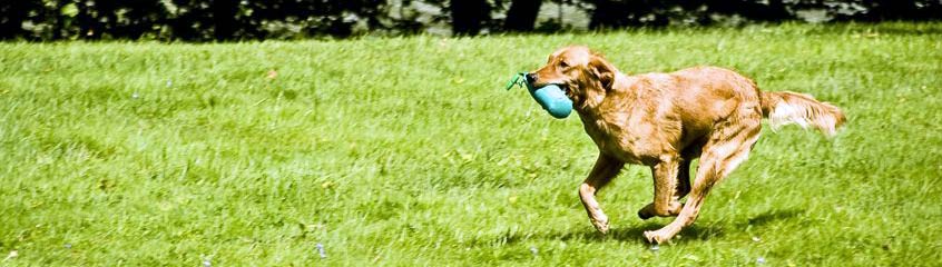 Kat_Dummytraining_Retriever