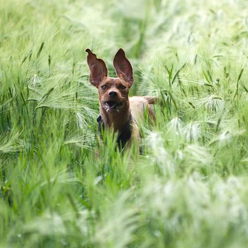 Grannen beim Hund